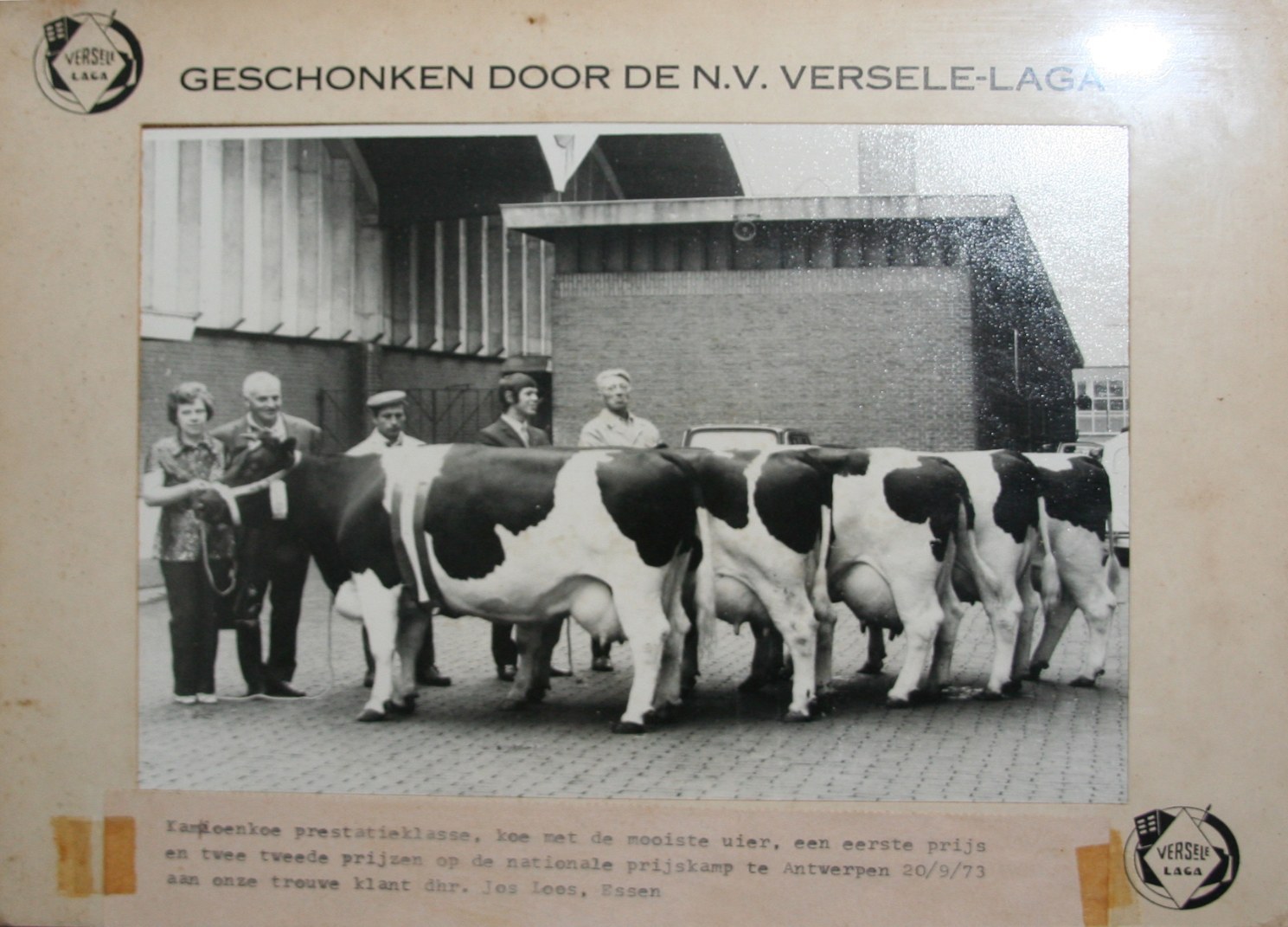Jos Loos met bekroonde koeien op de nationale prijskamp in Antwerpen in 1973